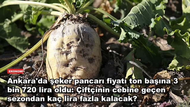 Ankara'da şeker pancarı fiyatı ton başına 3 bin 720 lira oldu: Çiftçinin cebine geçen sezondan kaç lira fazla kalacak?