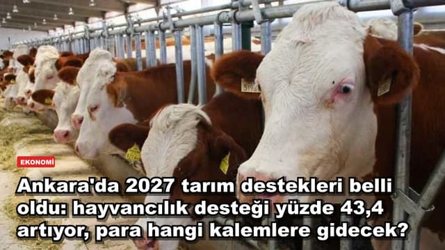 Ankara'da 2027 tarım destekleri belli oldu: hayvancılık desteği yüzde 43,4 artıyor, para hangi kalemlere gidecek?
