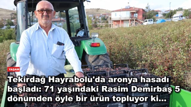 Tekirdağ Hayrabolu'da aronya hasadı başladı: 71 yaşındaki Rasim Demirbaş 5 dönümden öyle bir ürün topluyor ki...