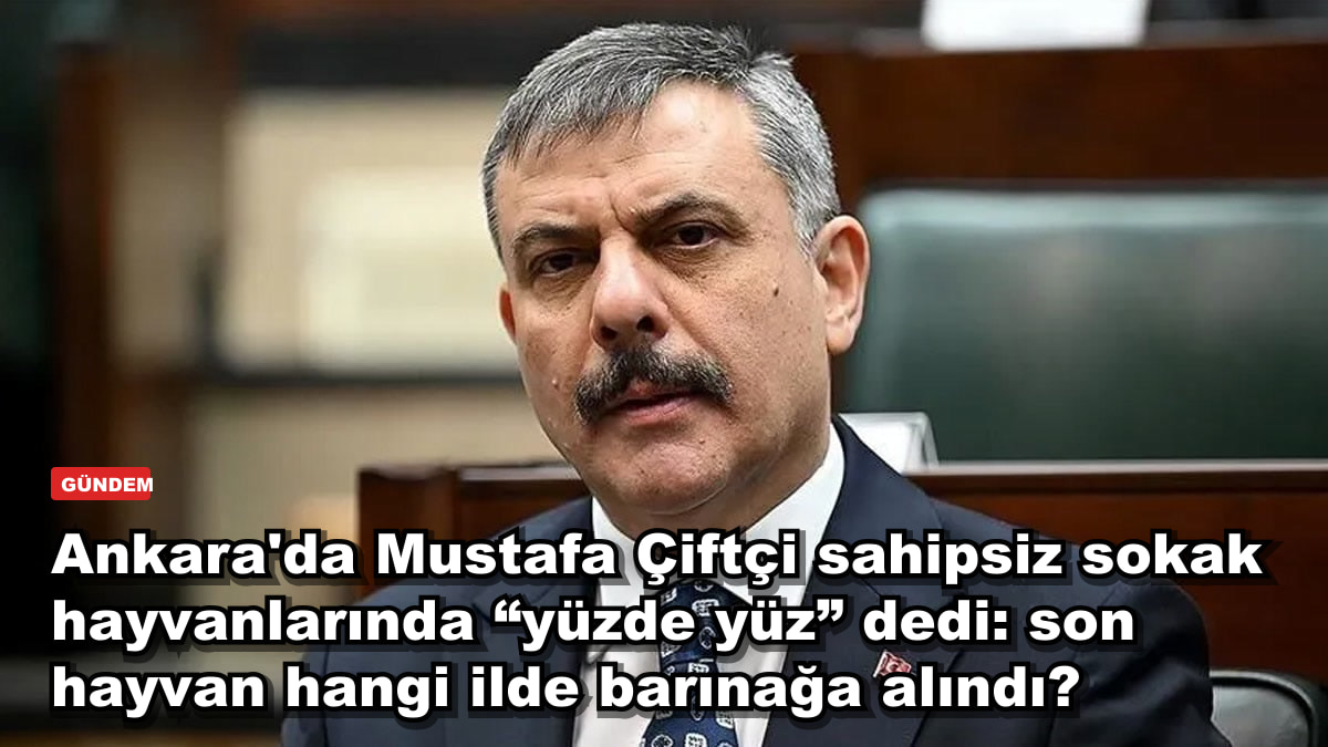 Ankara'da Mustafa Çiftçi sahipsiz sokak hayvanlarında “yüzde yüz” dedi: son hayvan hangi ilde barınağa alındı?