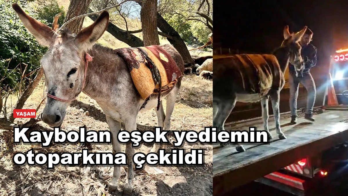 Kaybolan eşek yediemin otoparkına çekildi