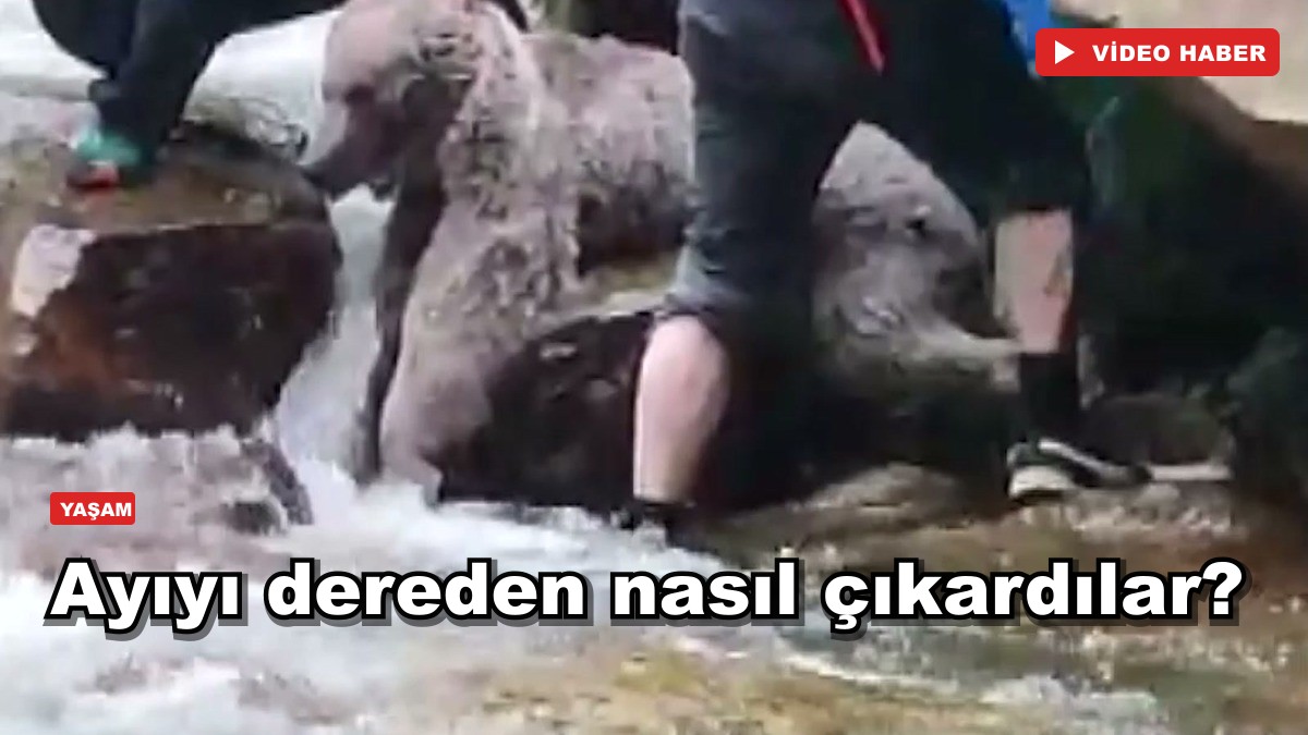 Dereye düşen bozayıyı köylüler suya girip çıkardı