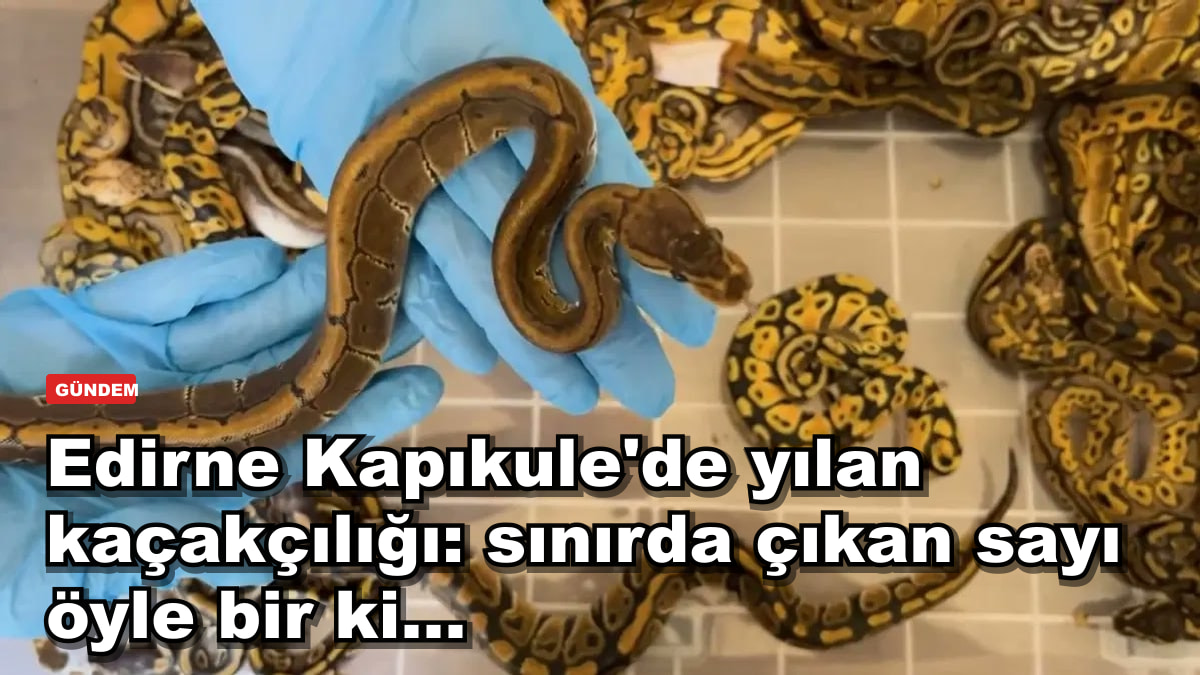 Edirne Kapıkule'de yılan kaçakçılığı: sınırda çıkan sayı öyle bir ki...