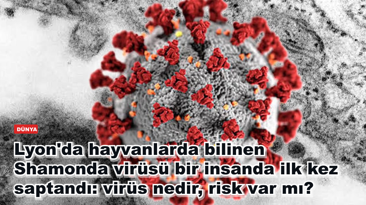 Lyon'da hayvanlarda bilinen Shamonda virüsü bir insanda ilk kez saptandı: virüs nedir, risk var mı?