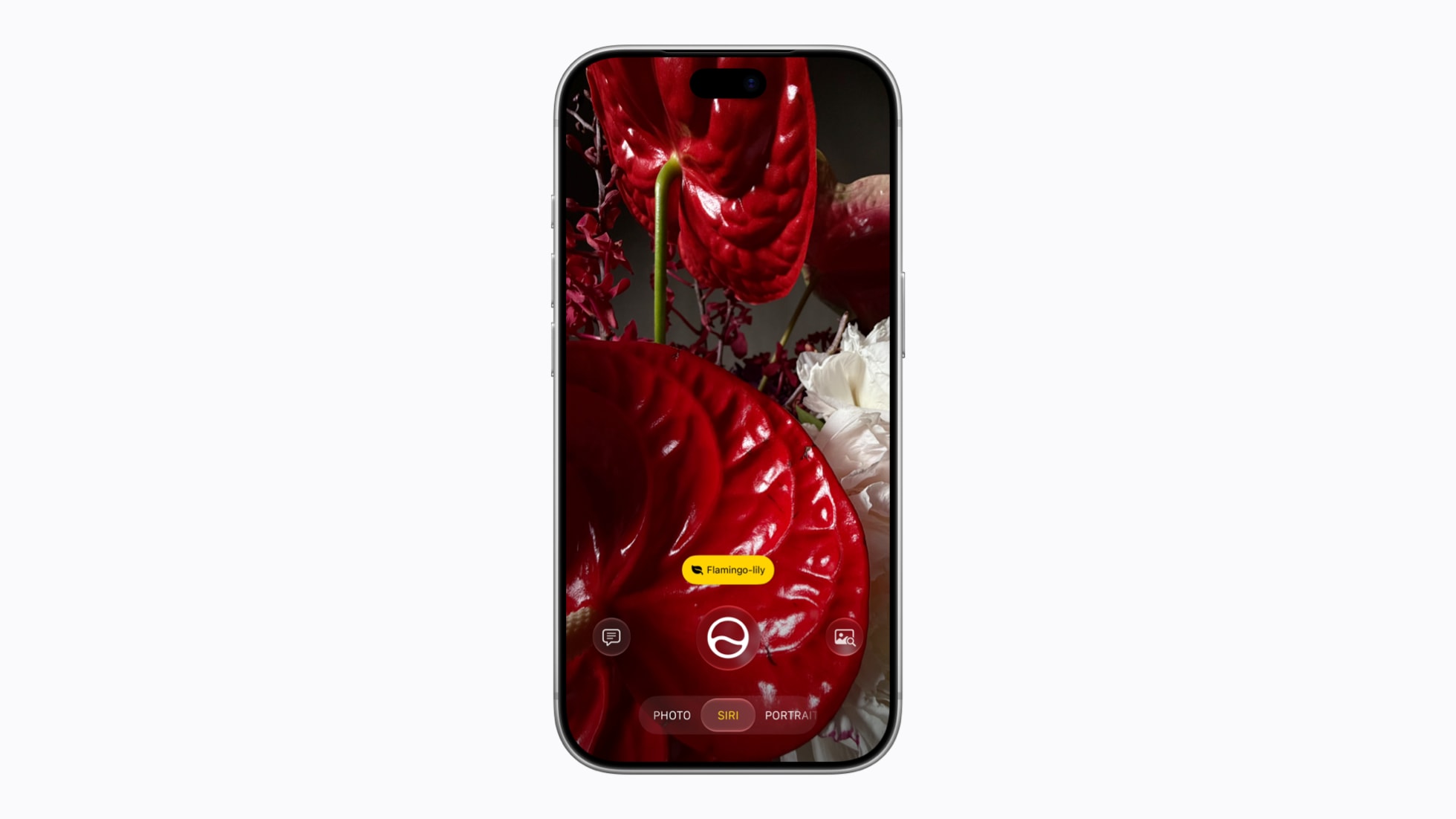 GÖVDE. Kamera uygulamasındaki yeni Siri modu: iPhone ekranında çiçek fotoğrafı ve Siri sekmesi, açık fon, 1960x1102. 'Ye