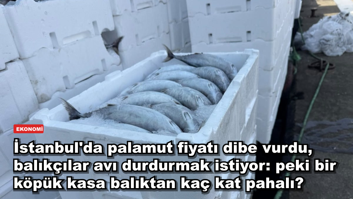 İstanbul'da palamut fiyatı dibe vurdu, balıkçılar avı durdurmak istiyor: peki bir köpük kasa balıktan kaç kat pahalı?