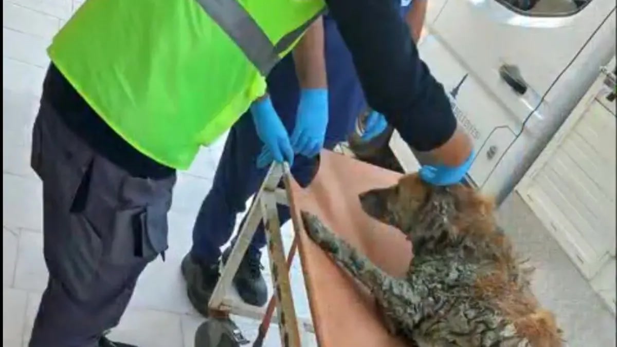 İzmir Buca'da AFAD köpek kurtarma: çamura saplanan köpeğin adı neden 'Şanslı' oldu?