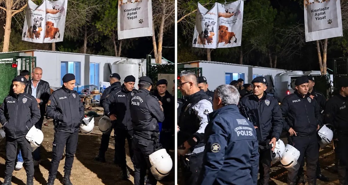 İzmir Ege Üniversitesi'nde gece yarısı kampüse giren ekipler yaklaşık 200 köpeği topladı: öğrencilerin verdiği