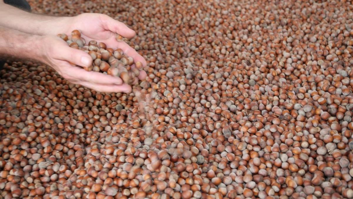 Karadeniz'de fındık ihracatı dokuz ayda 1,9 milyar doları aştı; ton hesabına bakınca tablo bir anda ters dönüy