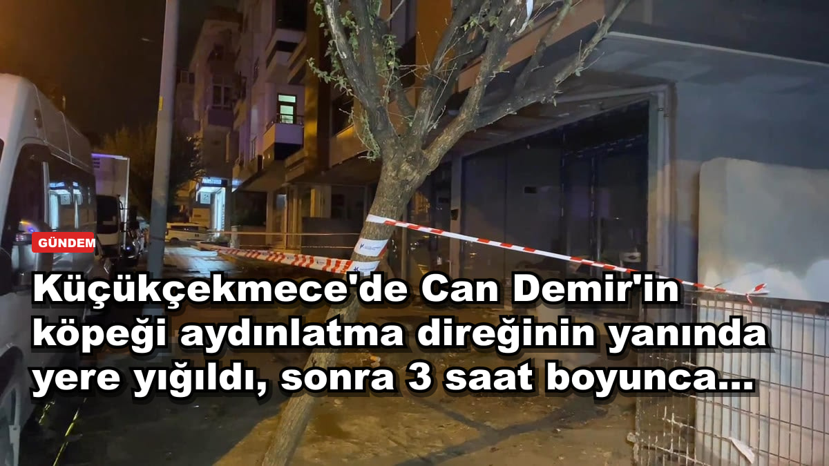 Küçükçekmece'de Can Demir'in köpeği aydınlatma direğinin yanında yere yığıldı, sonra 3 saat boyunca...
