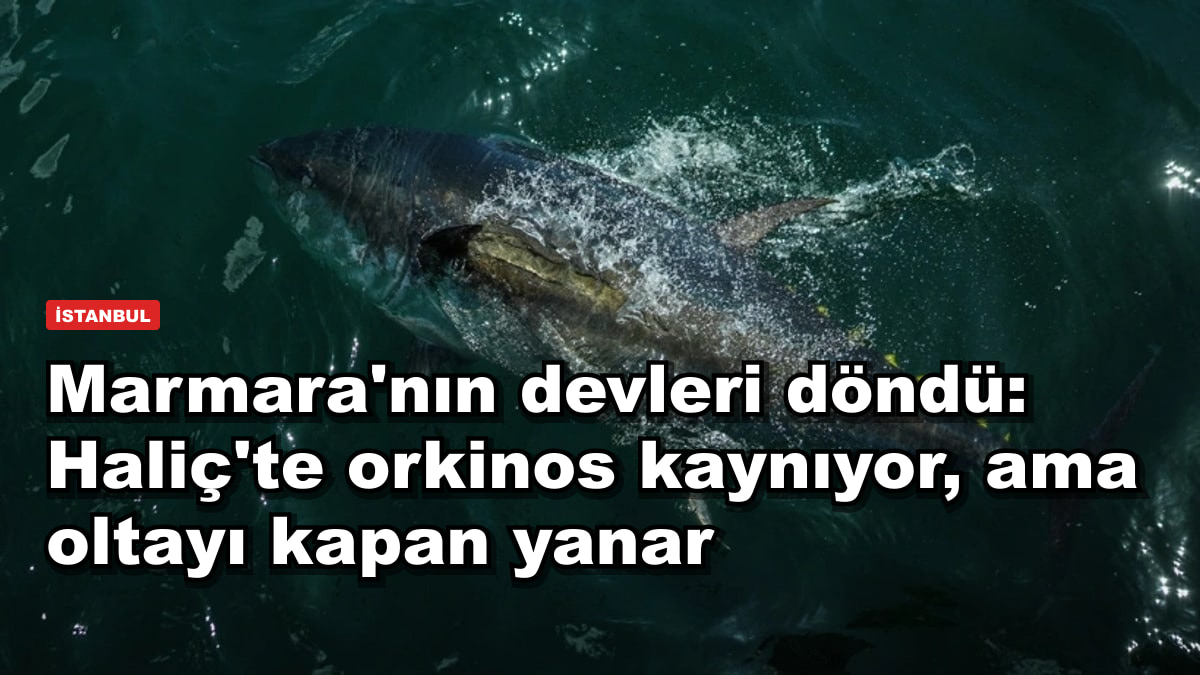 Marmara'nın devleri döndü: Haliç'te orkinos kaynıyor, ama oltayı kapan yanar