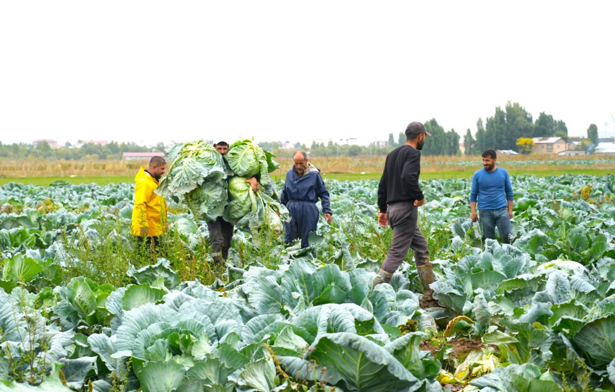 Muş Ovası'nda hasat başladı: 13 bin 668 ton ürün kente 165 milyon lira katacak denirken tarladaki çiftçi öyle 