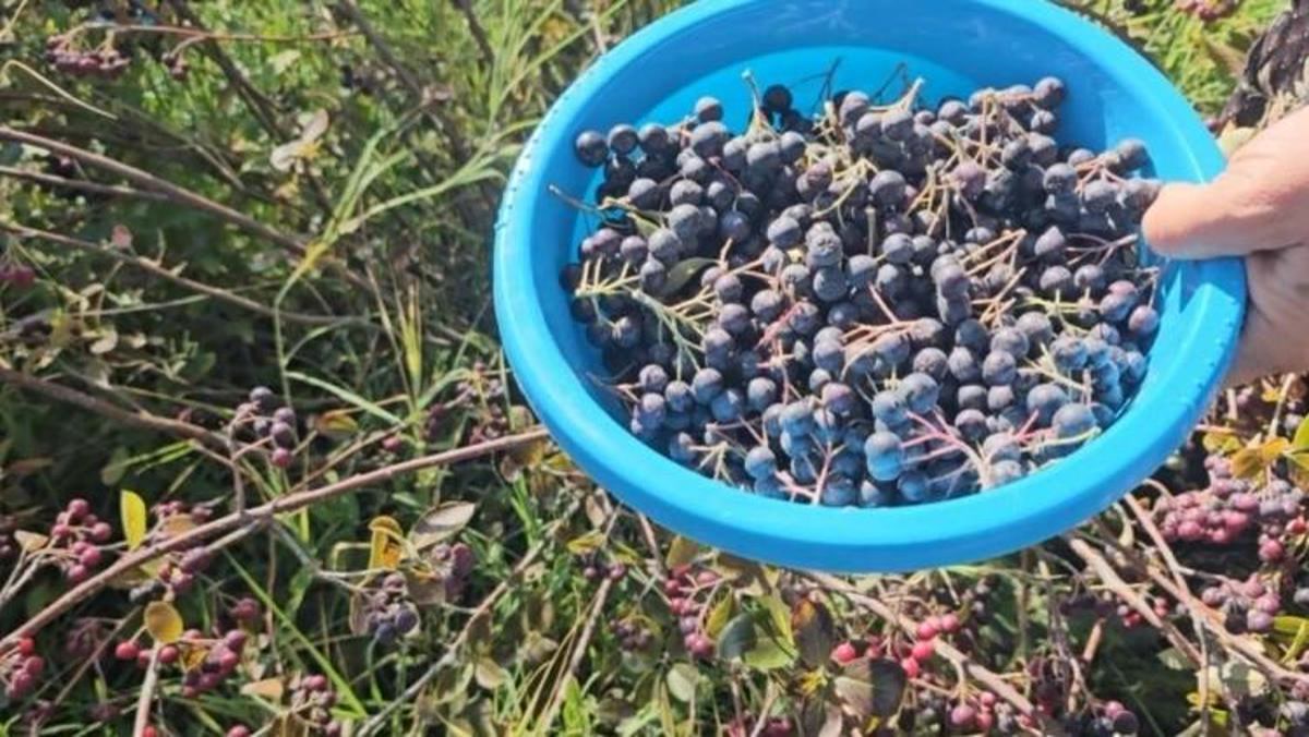 Tekirdağ Hayrabolu'da aronya hasadı başladı: 71 yaşındaki Rasim Demirbaş 5 dönümden öyle bir ürün topluyor ki